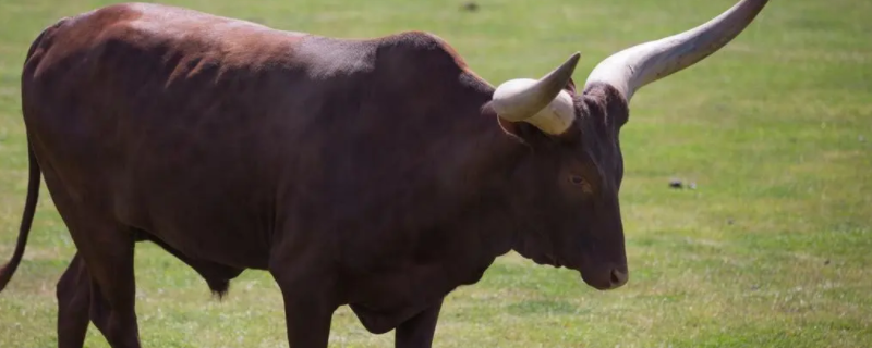二家相约去春游打一个生肖