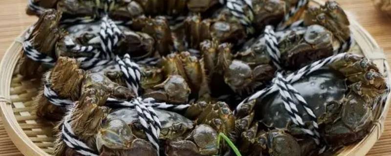 大闸蟹两个月能长多少