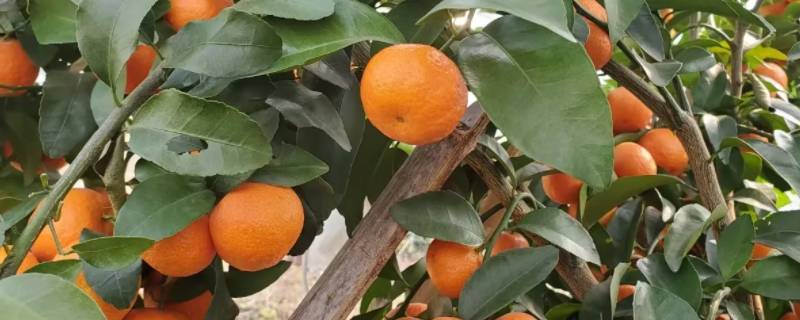 挑选沙糖桔的小窍门