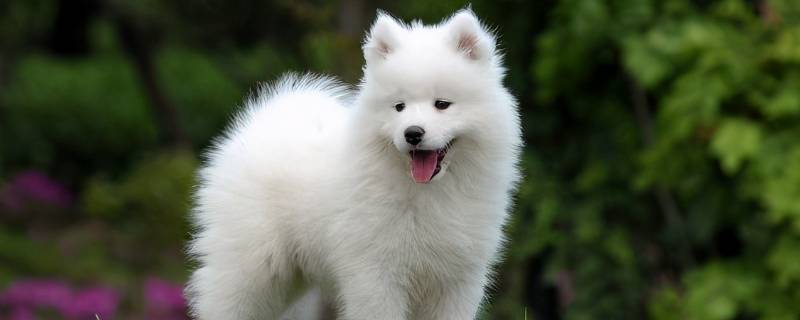 广州海珠可以养大型犬吗