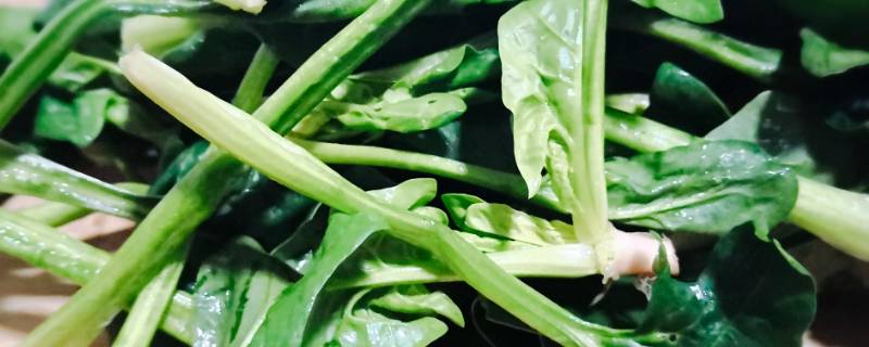 菠菜婴儿能吃吗