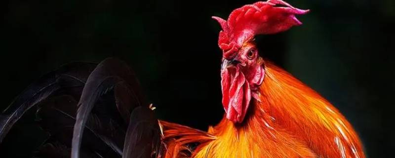 一呼百应打一最佳生肖