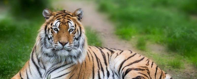 东北虎怎么区分