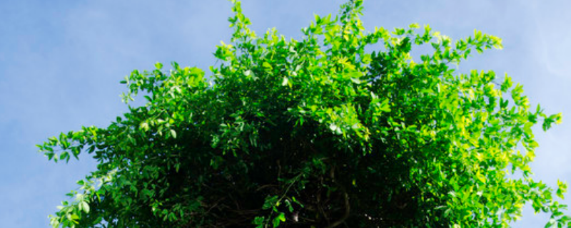 树冠这样的词语还有哪些